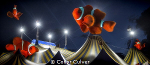 "Clownfish Circus" part of my Underwater Surrealism series by Conor Culver 